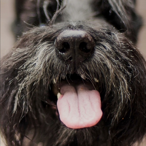 Meet your Posher, Olga - Picture 2 of 3